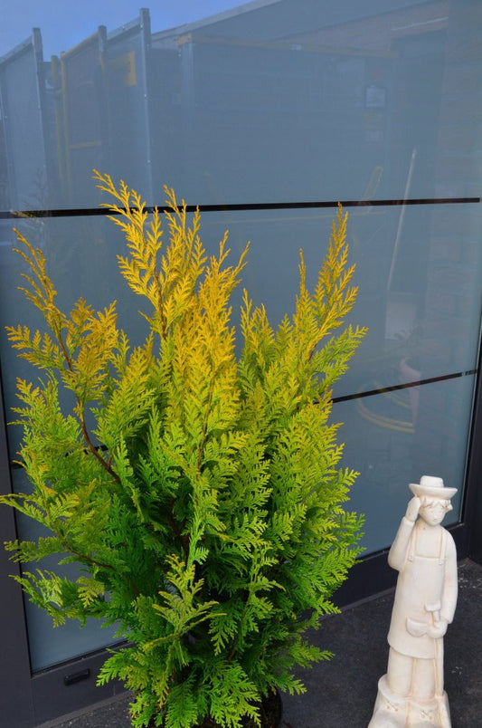 goldgelbe Scheinzypresse Chamaecyparis lawsoniana Stardust - kaufen & pflegen