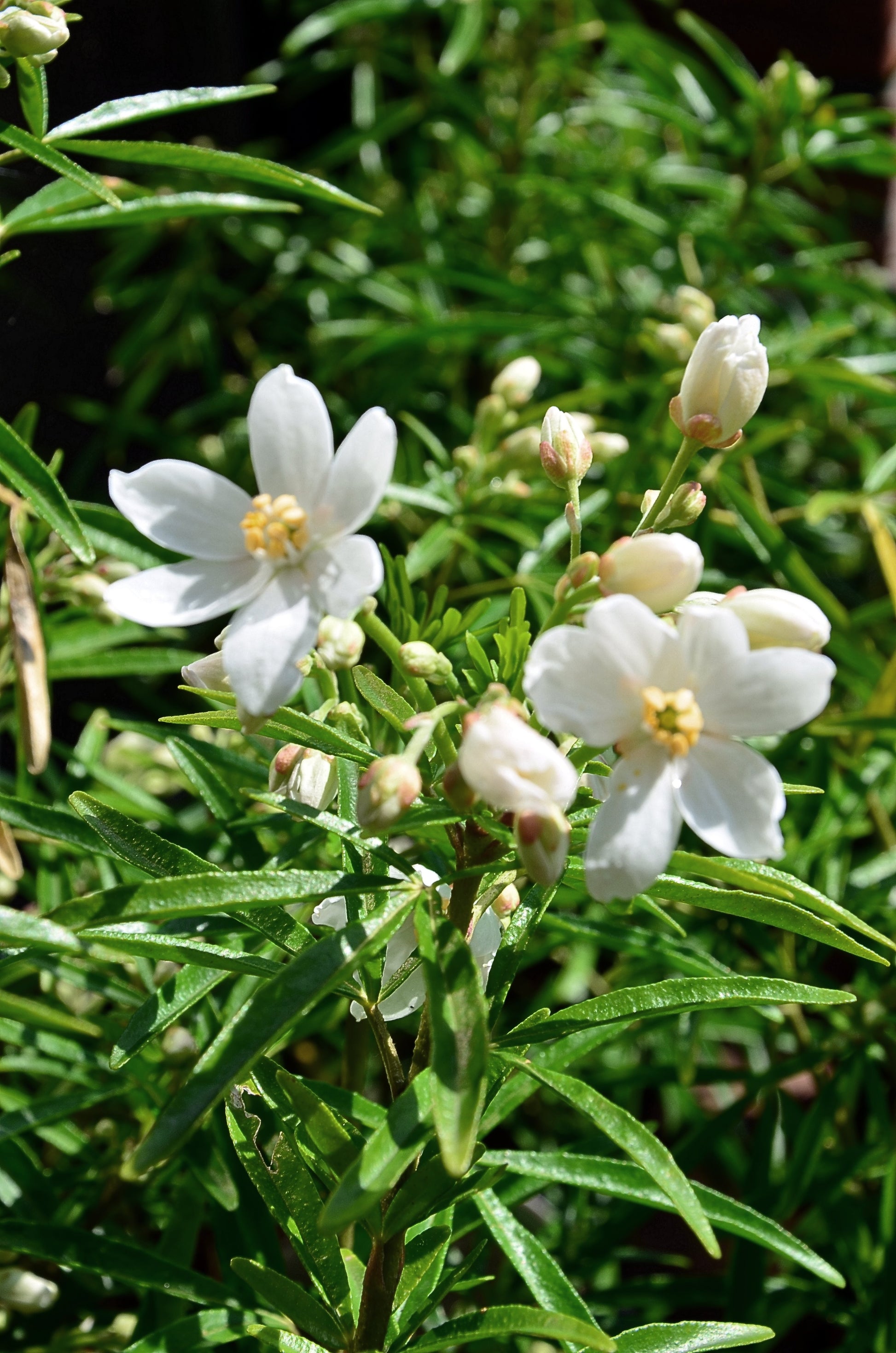 winterharte Orangenblume Aztec Pearl - kaufen & pflegen