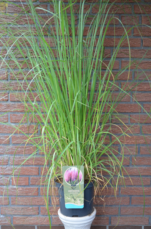 Pampasgras Cortaderia selloana Rosea im 5 Liter Pflanzcontainer - kaufen & pflegen
