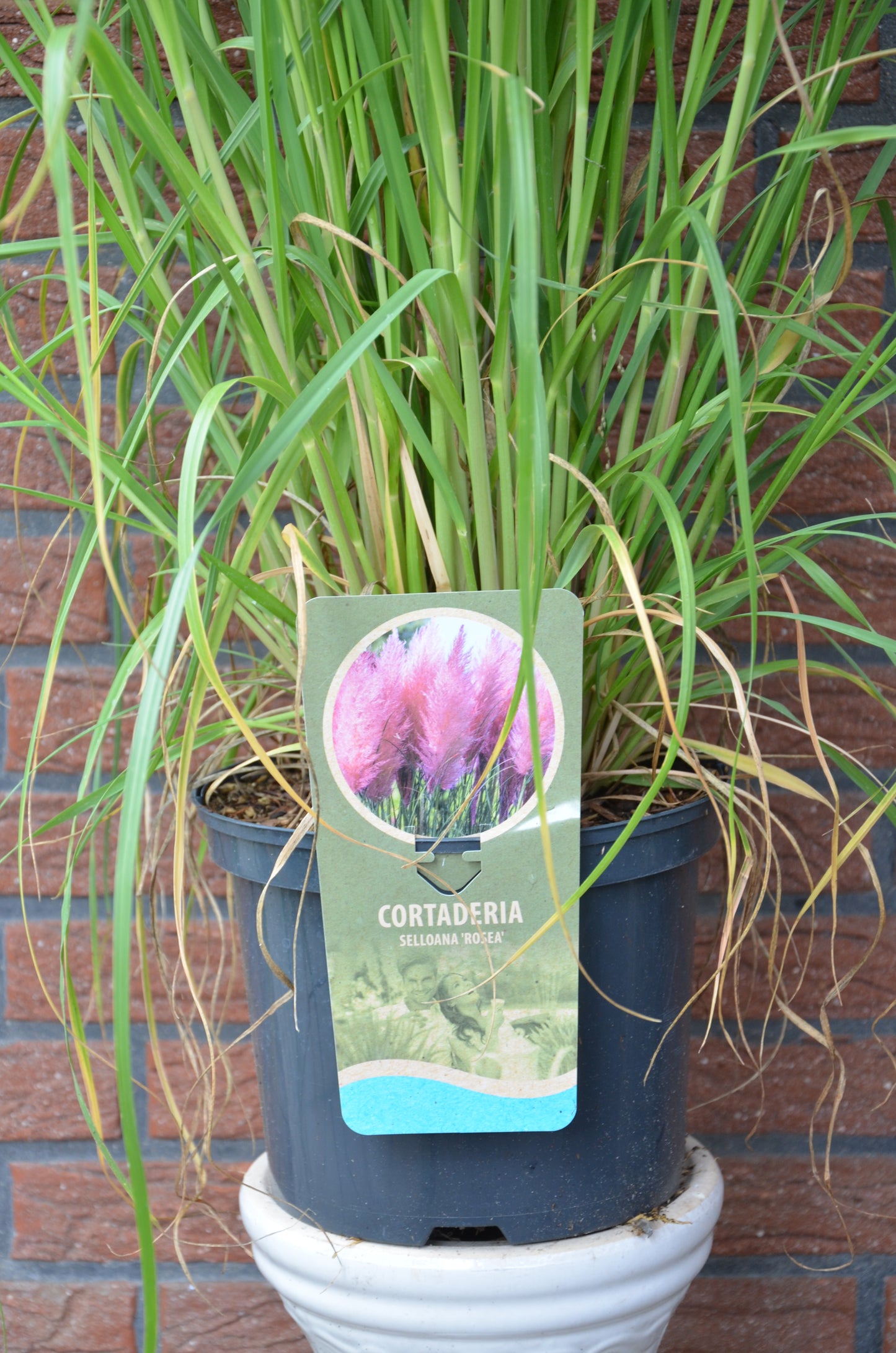 Pampasgras Cortaderia selloana Rosea im 5 Liter Pflanzcontainer - kaufen & pflegen