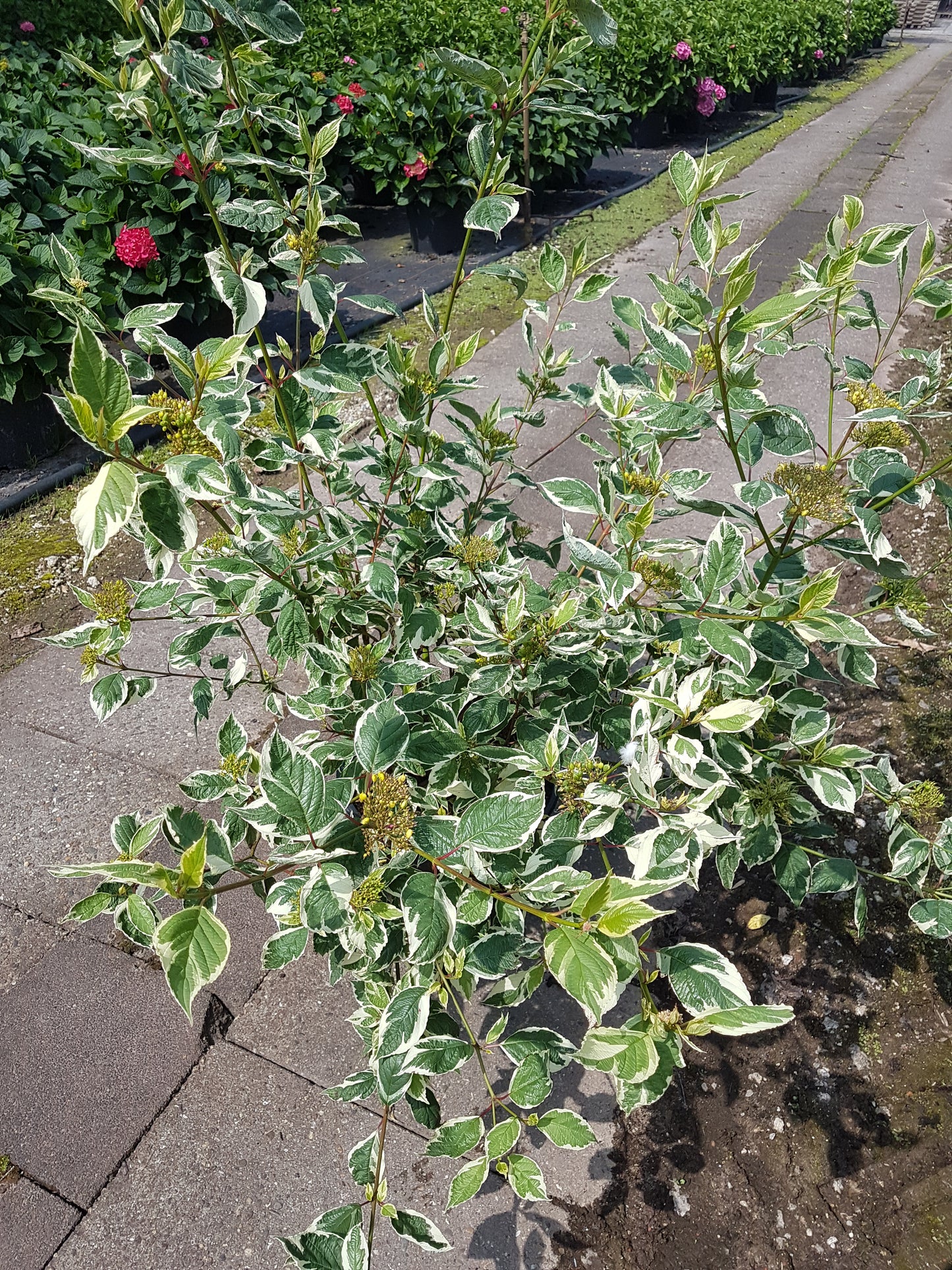buntblättriger Rotholz Hartriegel Variegata - kaufen & pflegen