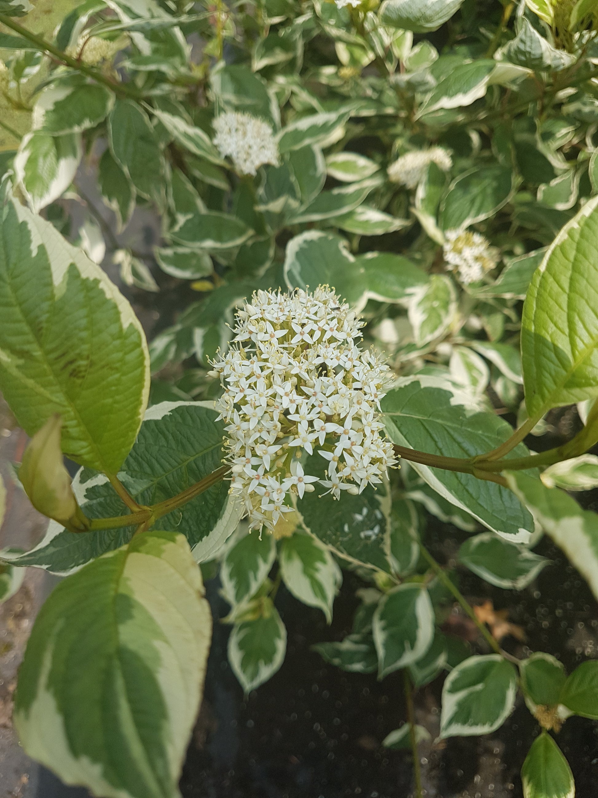 hartriegel sibirica variegata buntblättriger Rotholz Hartriegel Va…