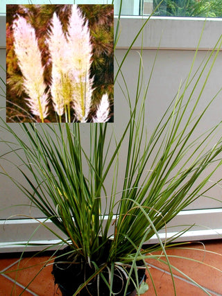 Pampasgras Cortaderia selloana Argentea - kaufen & pflegen