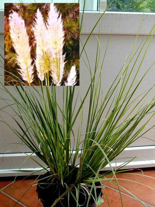 Pampasgras Cortaderia selloana Argentea - kaufen & pflegen