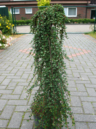 Zwergmispel Stämmchen Cotoneaster dammeri Queen of Carpet – ausgewachsenes Exemplar im Freiland