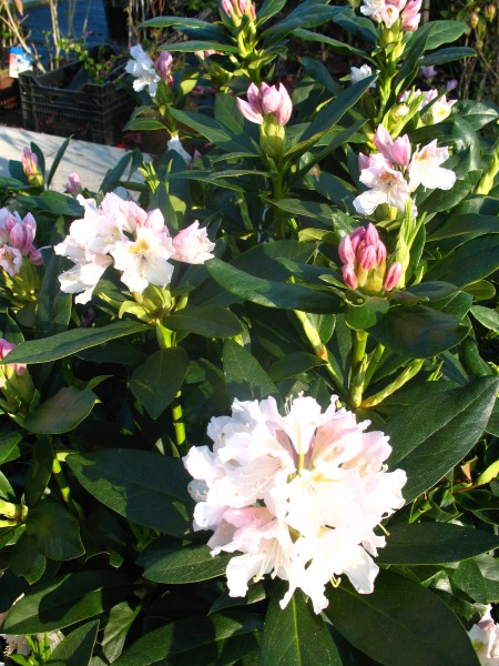 Alpenrose Cunningham's White - kaufen & pflegen