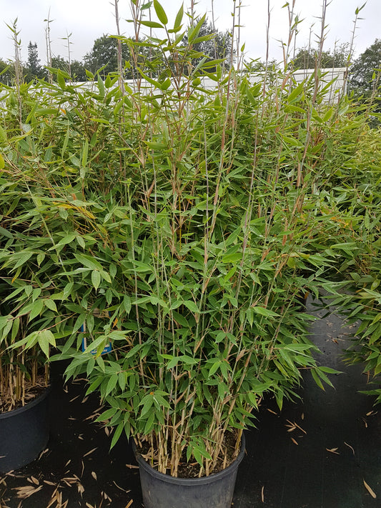 Blauer Drachenschuppen Bambus 'Blue Lizard'® - kaufen & pflegen