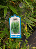 Blauer Drachenschuppen Bambus 'Blue Lizard'®