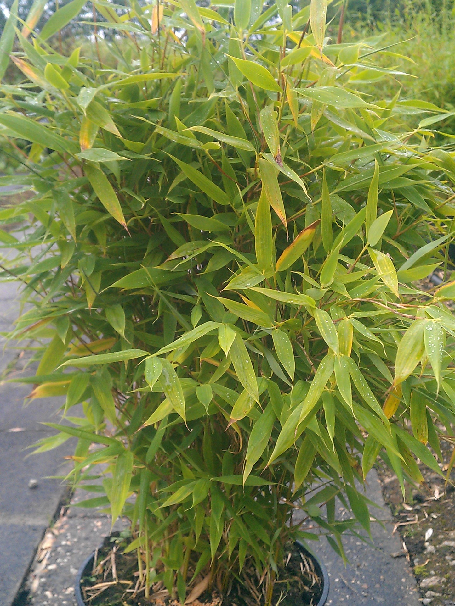 Bambus China Rohrgras Sonnenschein - kaufen & pflegen