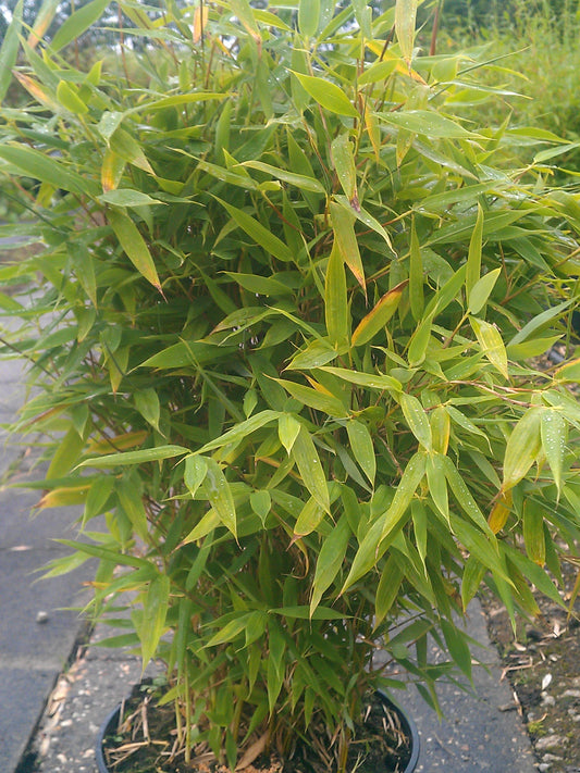 Bambus China Rohrgras Sonnenschein - kaufen & pflegen