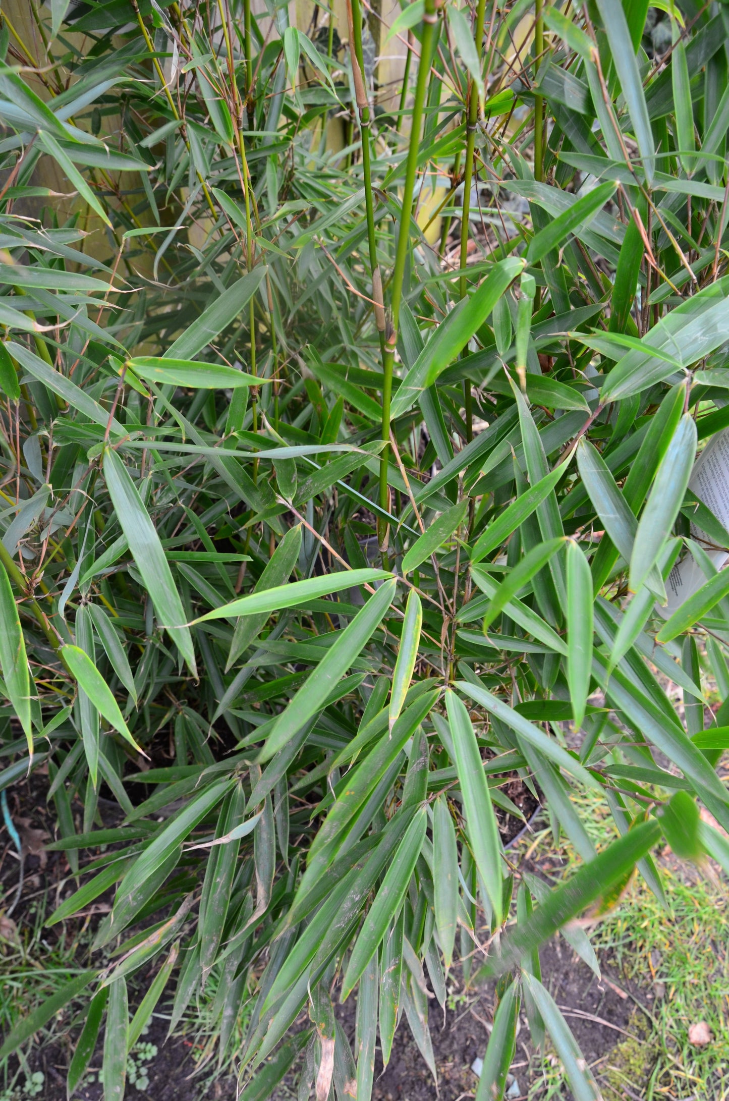 Schirmbambus Fargesia robusta Campbe…