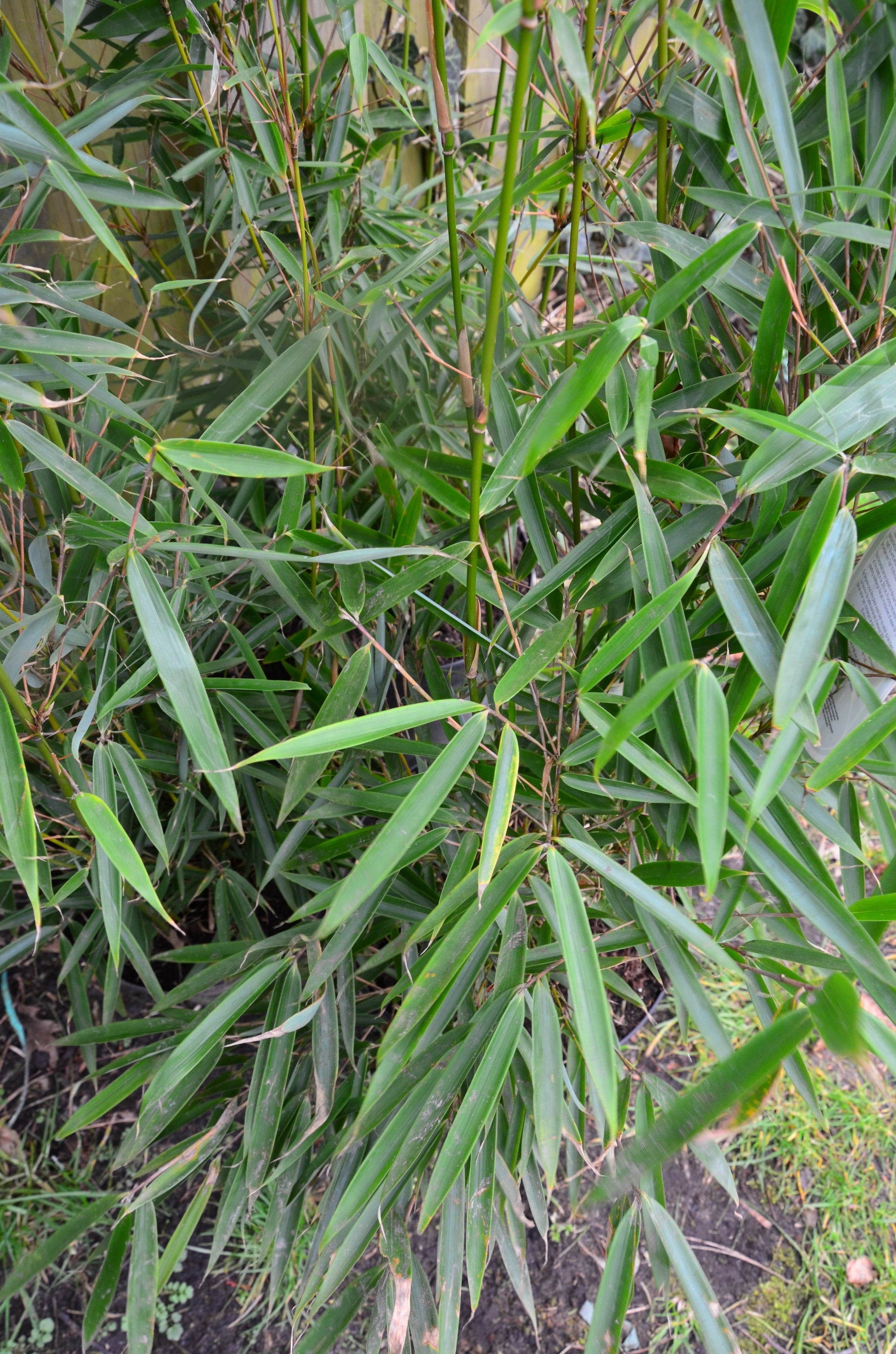 Schirmbambus Fargesia robusta Campbe…