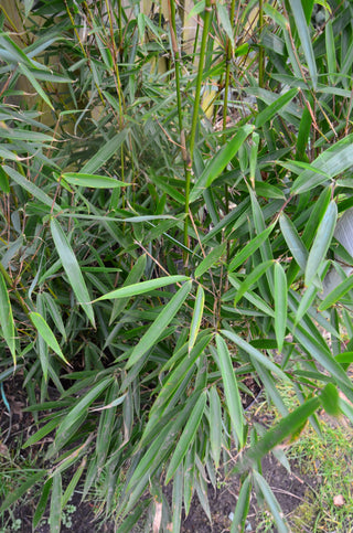 Schirmbambus Fargesia robusta Campbell – Laub aus der Nähe