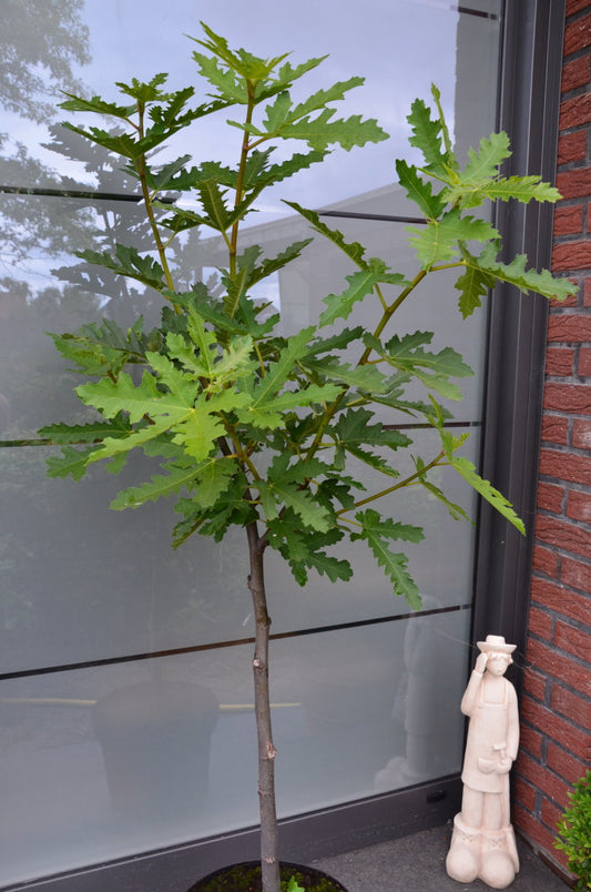 winterharte essbare Feige, Ficus carica Ice Crystal Stämmchen - kaufen & pflegen