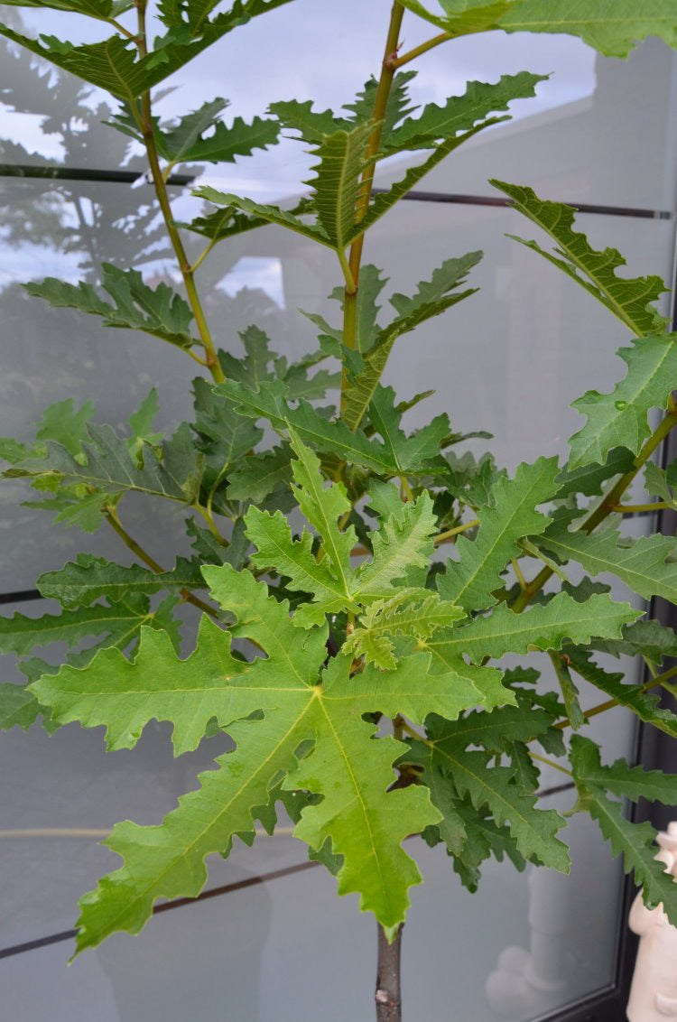 winterharte essbare Feige, Ficus carica Ice Crystal Stämmchen - kaufen & pflegen