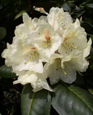 Yakushima Alpenrose Flava - kaufen & pflegen