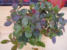 immergrüne Scheinbeere Gaultheria procumbens - kaufen & pflegen