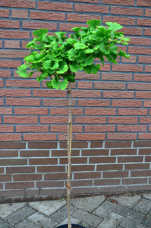 Fächerblattbaum Stämmchen Mariken – Pflanze im Verkaufscontainer