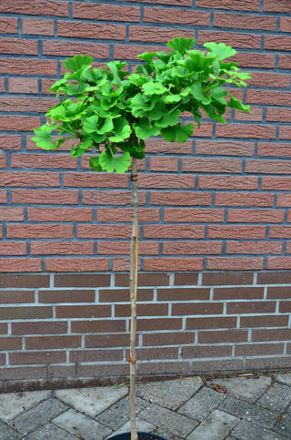 Fächerblattbaum Stämmchen Mariken – Pflanze im Verkaufscontainer