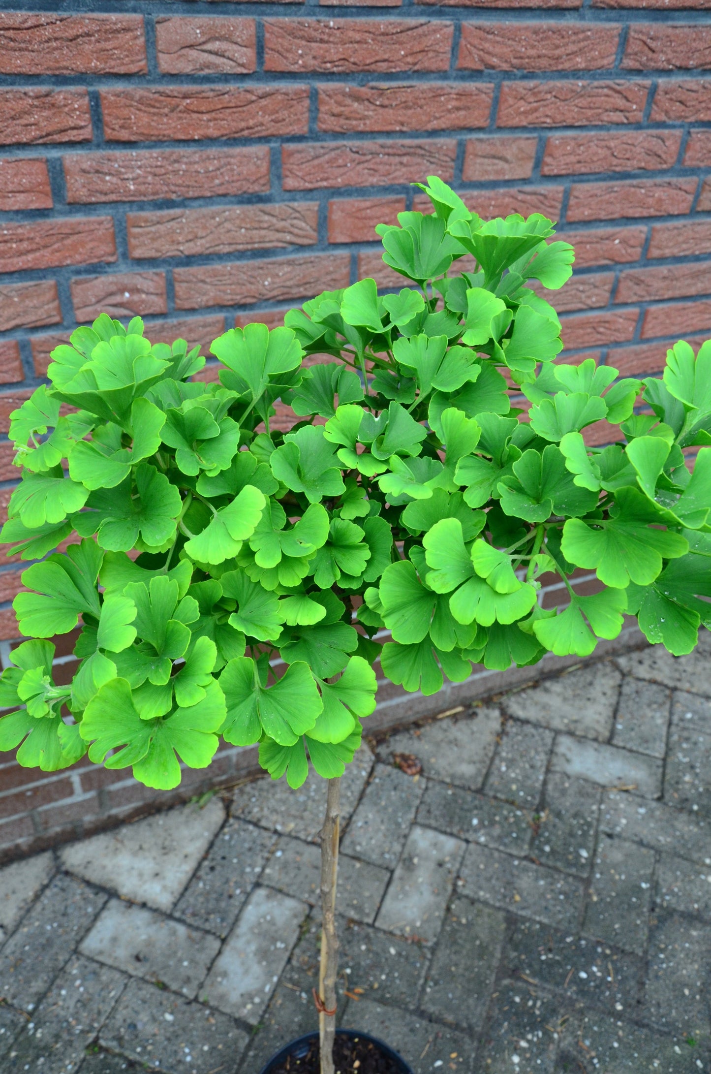 Fächerblattbaum Stämmchen Mariken - kaufen & pflegen