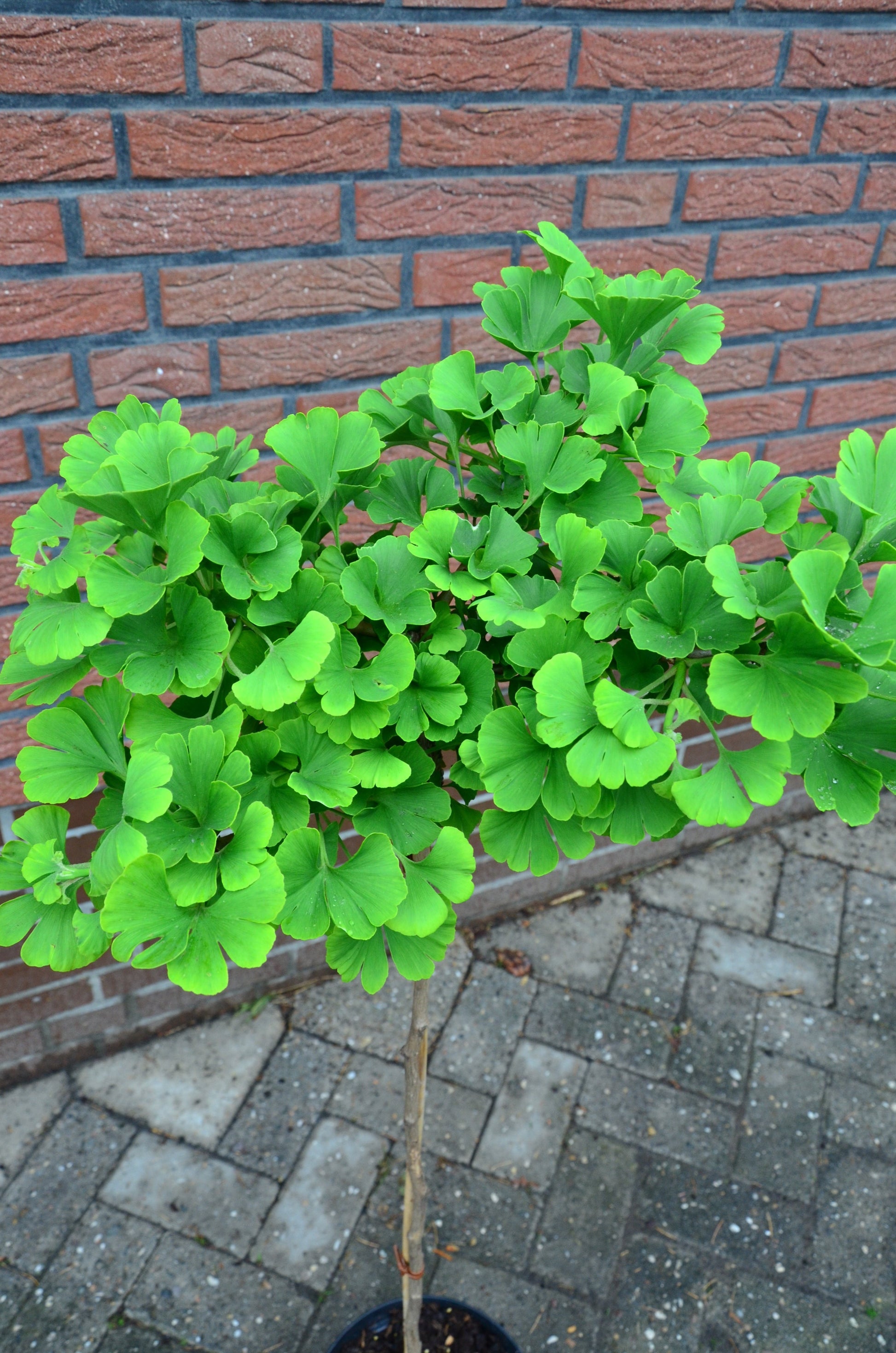 Fächerblattbaum Stämmchen Mariken - kaufen & pflegen