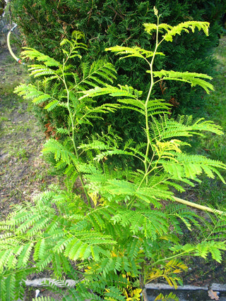 Gold Gleditschie Gleditsia triacanthos Sunburst – ausgewachsenes Exemplar im Freiland