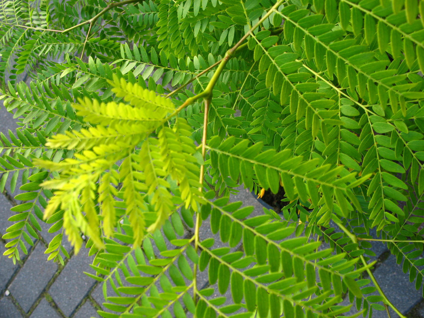 Gold Gleditschie Gleditsia triacanthos Sunburst - kaufen & pflegen