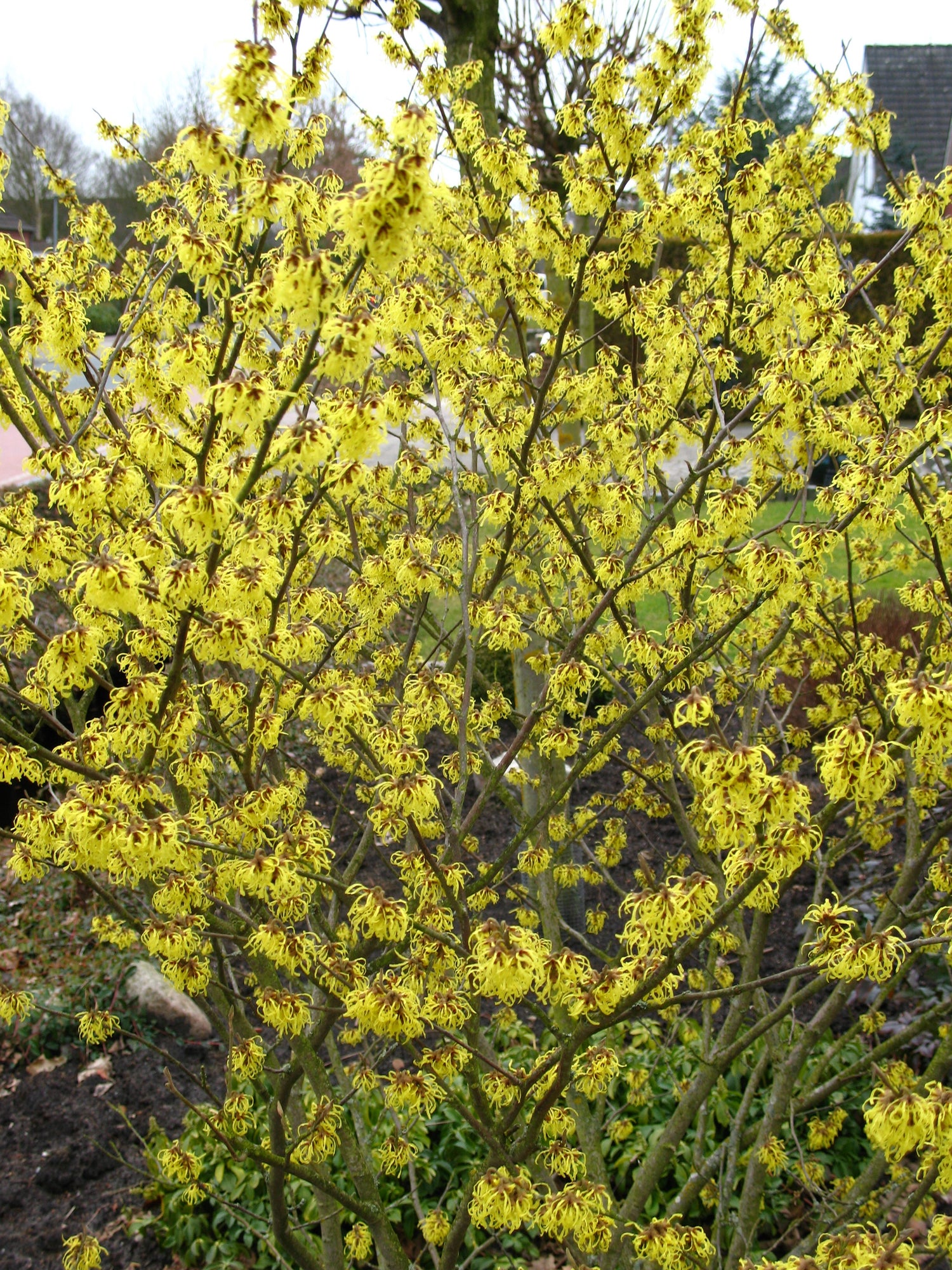 gelbblühende Zaubernuß Hamamelis Westerstede – blühende Pflanze