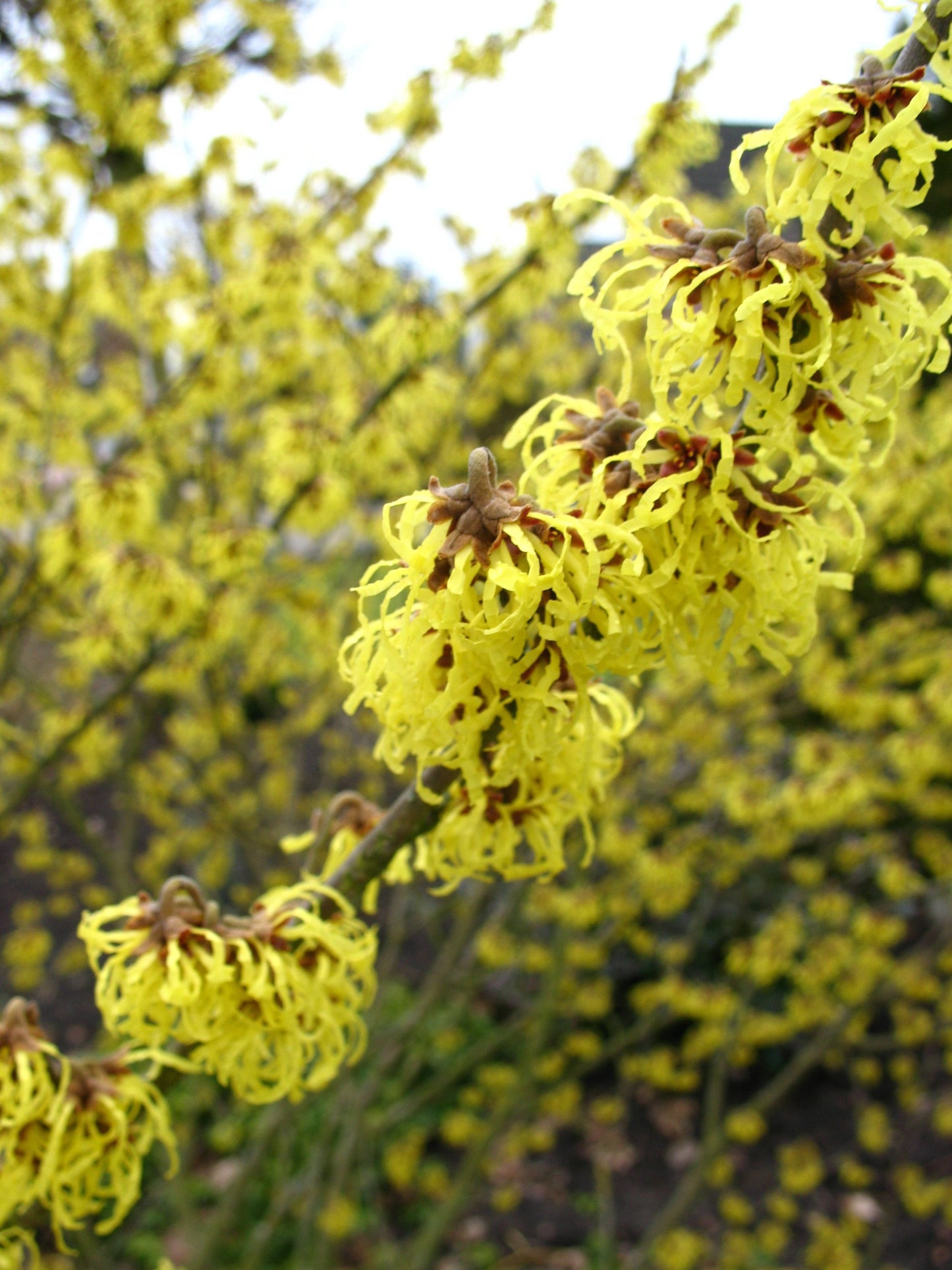 gelbblühende Zaubernuß Hamamelis Westerstede - kaufen & pflegen