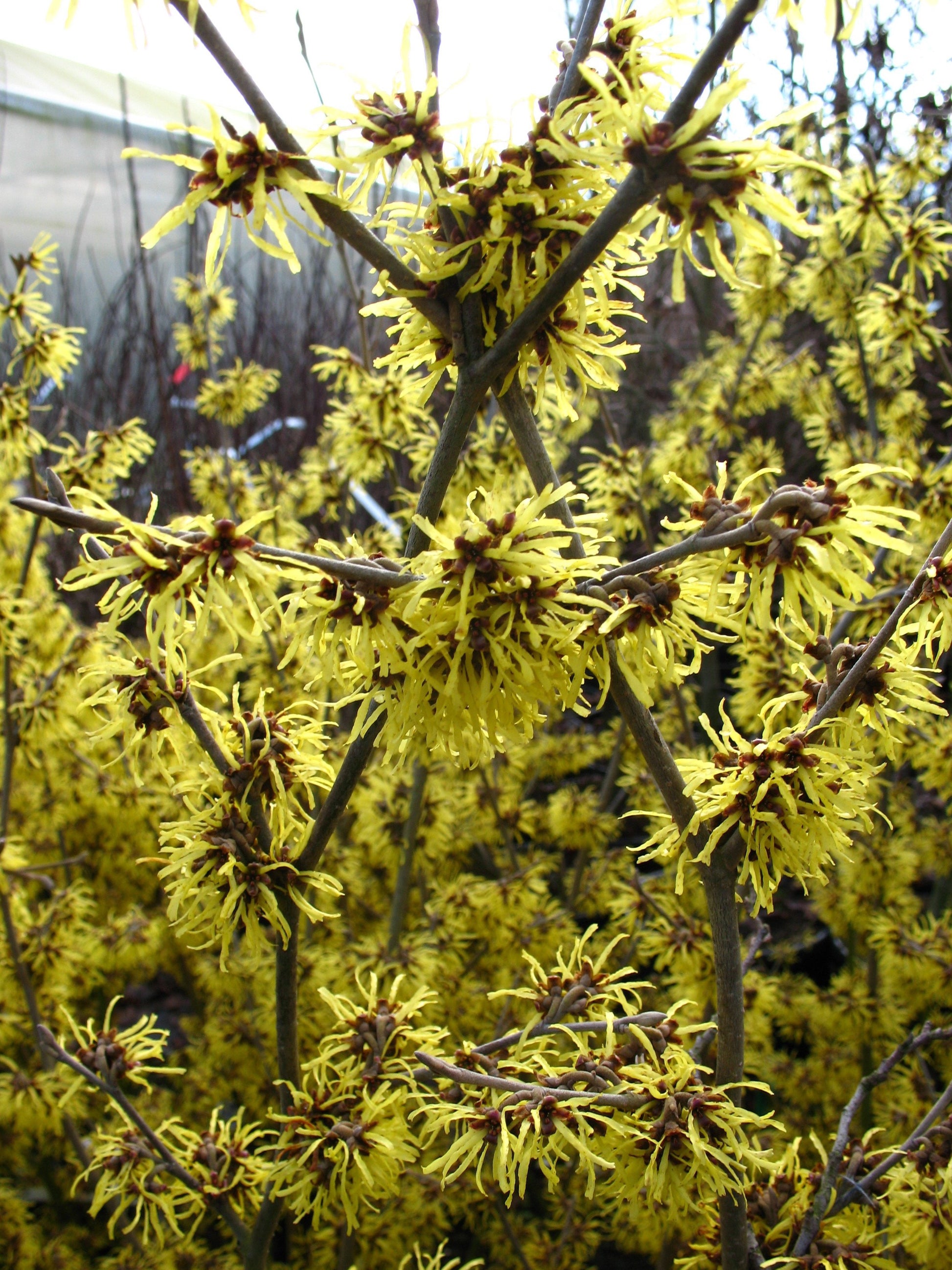 gelbblühende Zaubernuß Hamamelis Westerstede - kaufen & pflegen