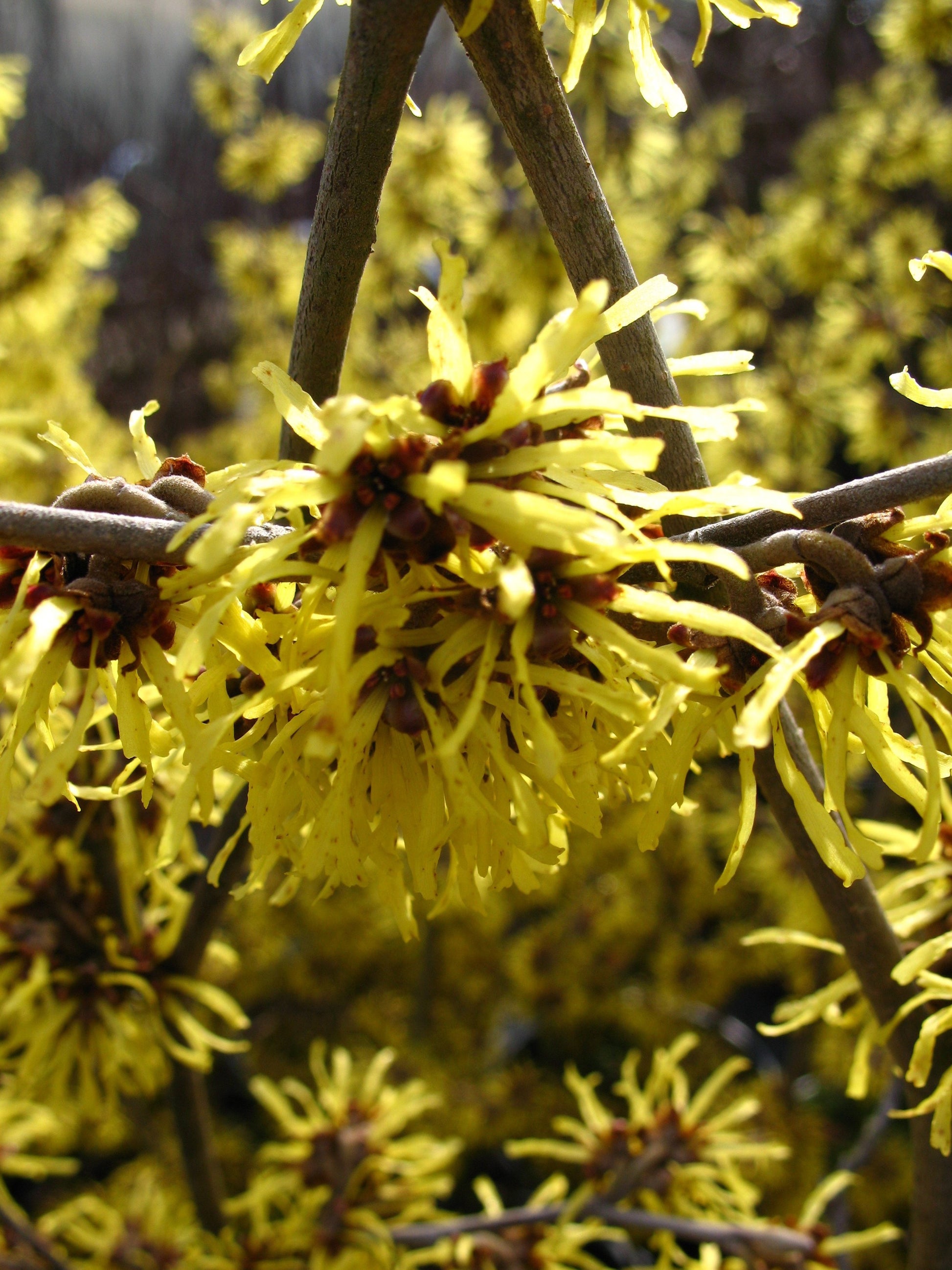 gelbblühende Zaubernuß Hamamelis Westerstede - kaufen & pflegen