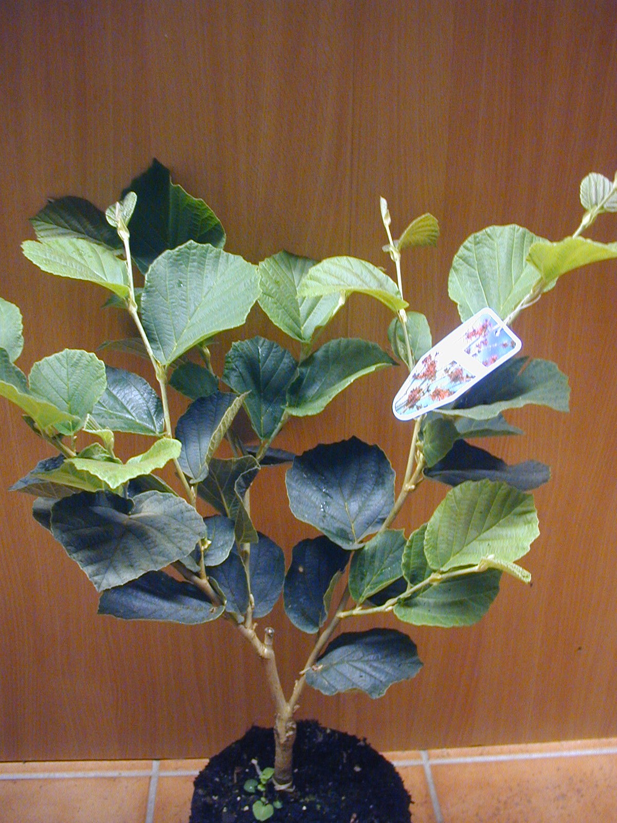 rot blühende Zaubernuss Hamamelis intermedia Feuerzauber - kaufen & pflegen