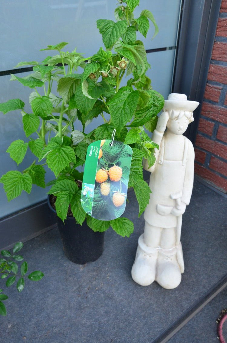 gelbe Himbeere Fallgold 3 - 4 Triebe - kaufen & pflegen