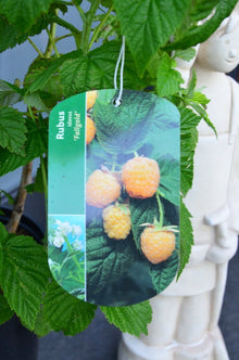 gelbe Himbeere Fallgold 3 - 4 Triebe – Pflanze im Verkaufscontainer
