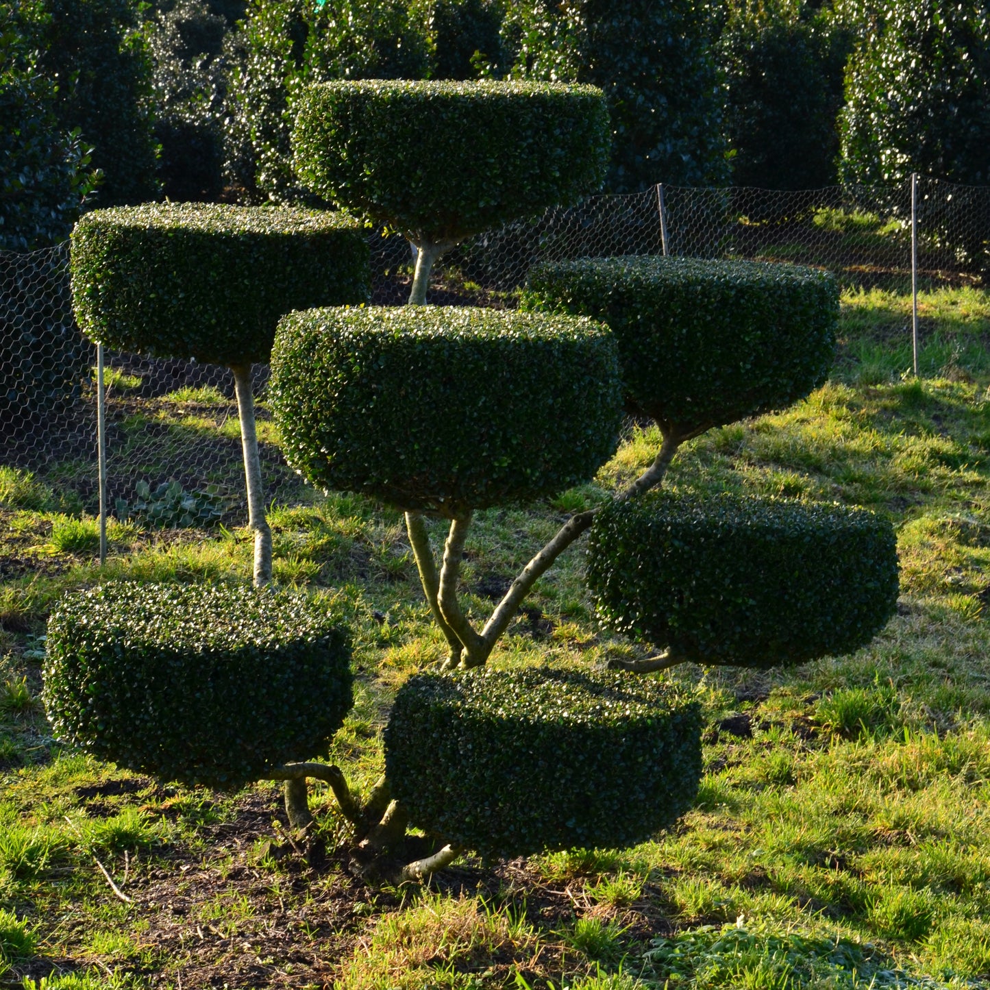Groß Bonsai Ilex crenata Glorie Gem mit Teller - kaufen & pflegen