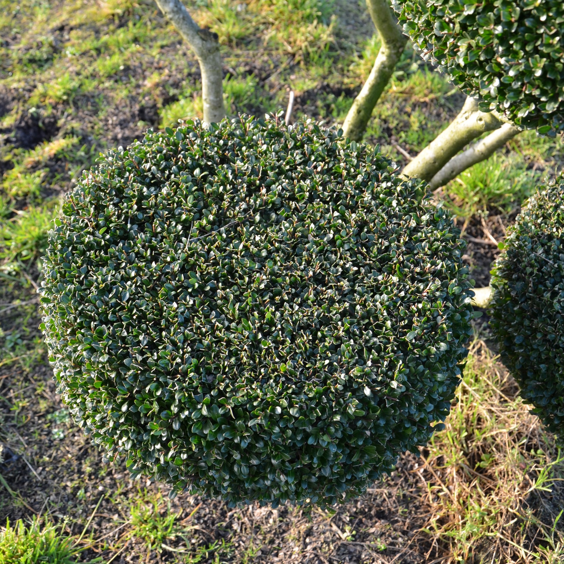 Groß Bonsai Ilex crenata Glorie Gem mit Teller - kaufen & pflegen