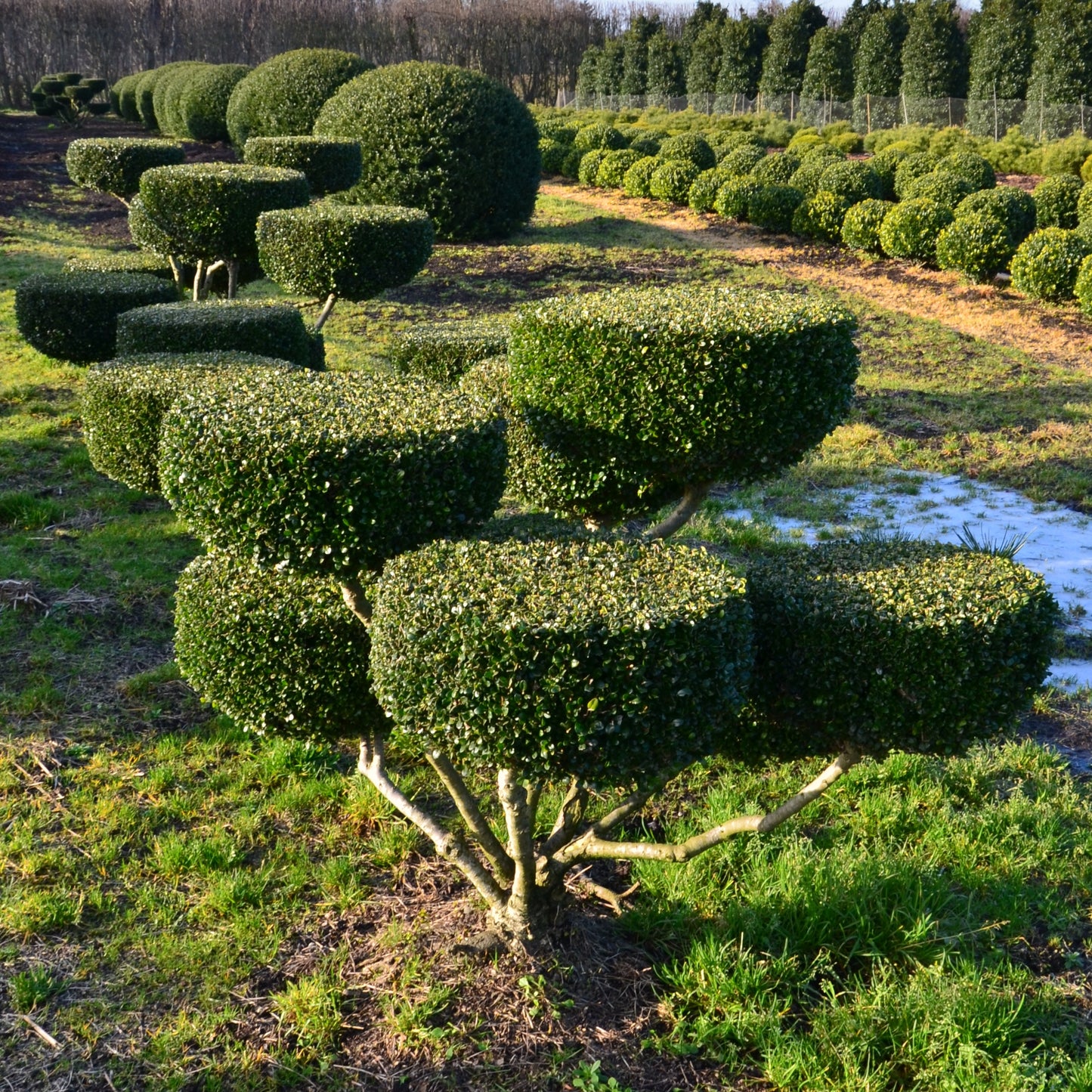 Groß Bonsai Ilex crenata Glorie Gem mit Teller - kaufen & pflegen