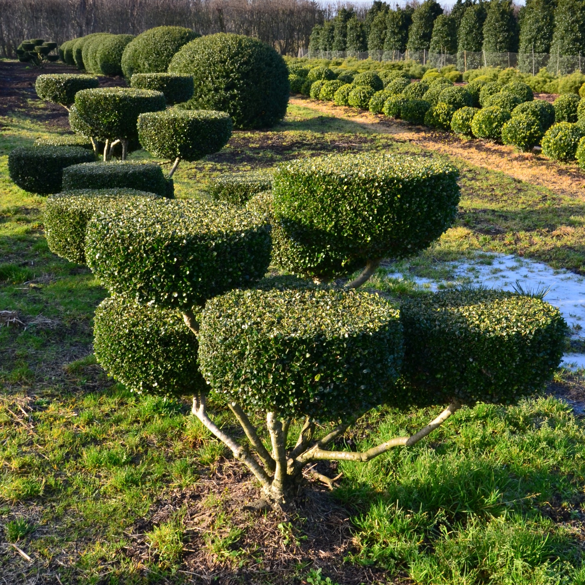 Groß Bonsai Ilex crenata Glorie Gem mit Teller - kaufen & pflegen