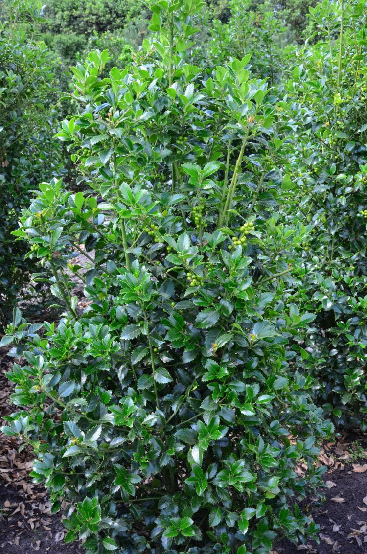 amerikanische Hülse Heckenfee - kaufen & pflegen