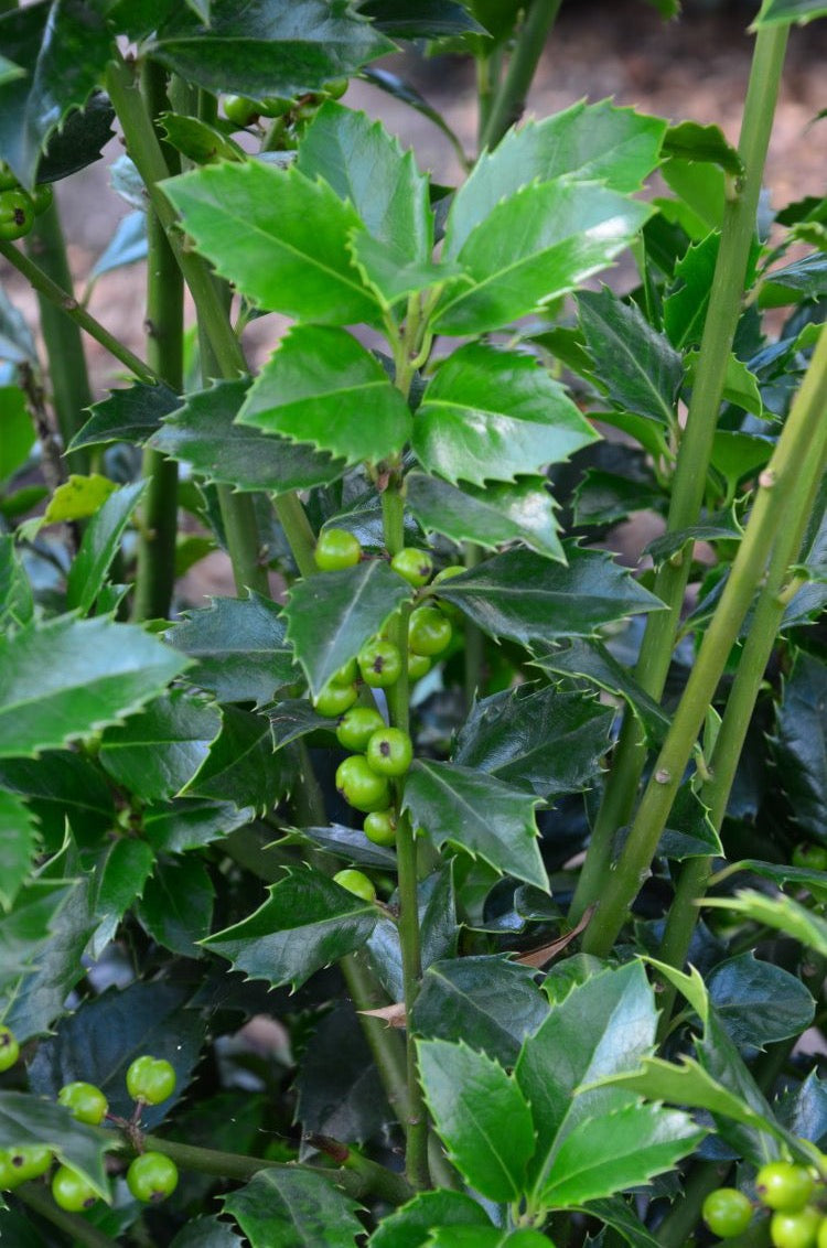 amerikanische Hülse Heckenfee - kaufen & pflegen