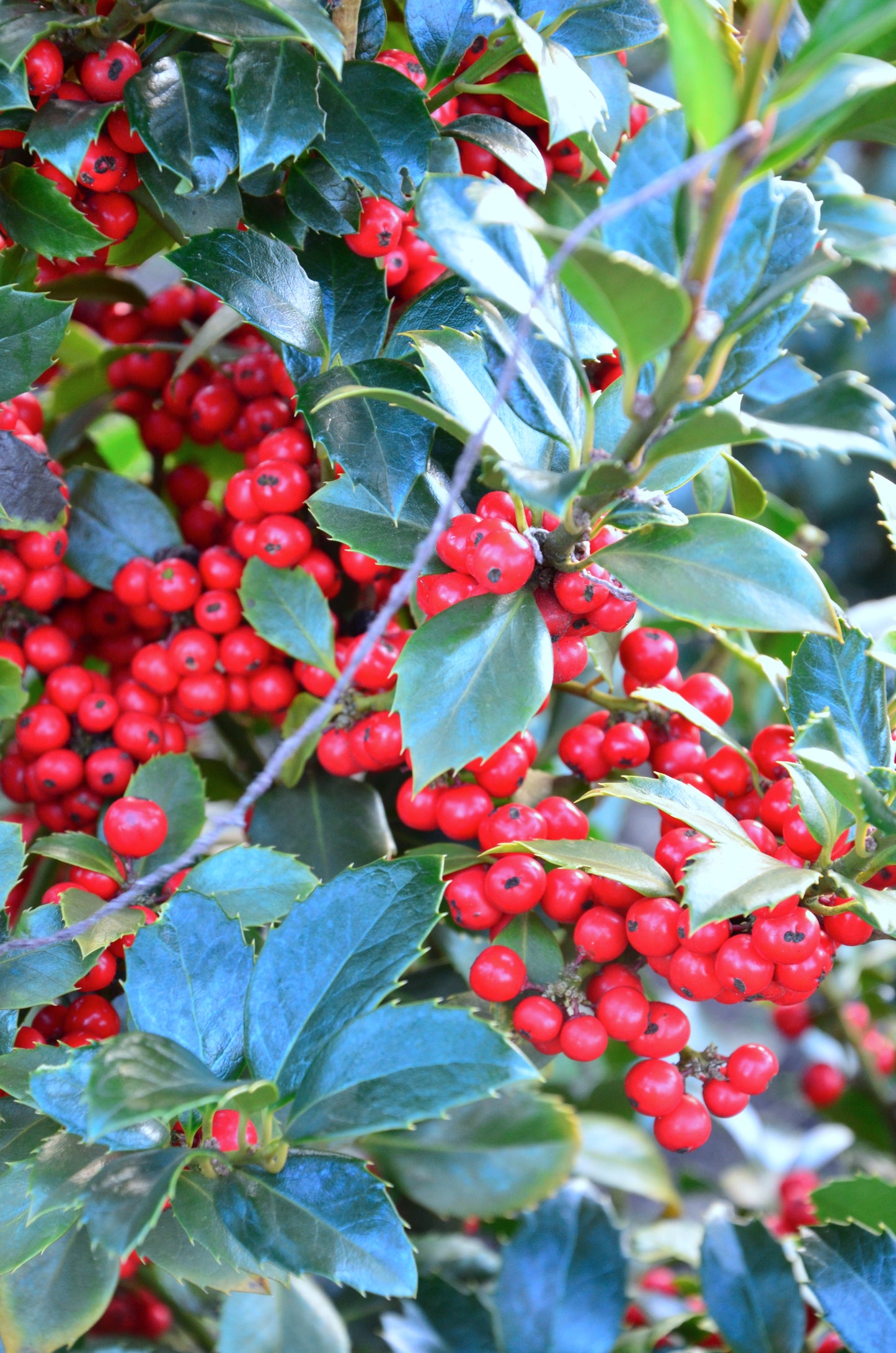 amerikanische Hülse Heckenfee - kaufen & pflegen