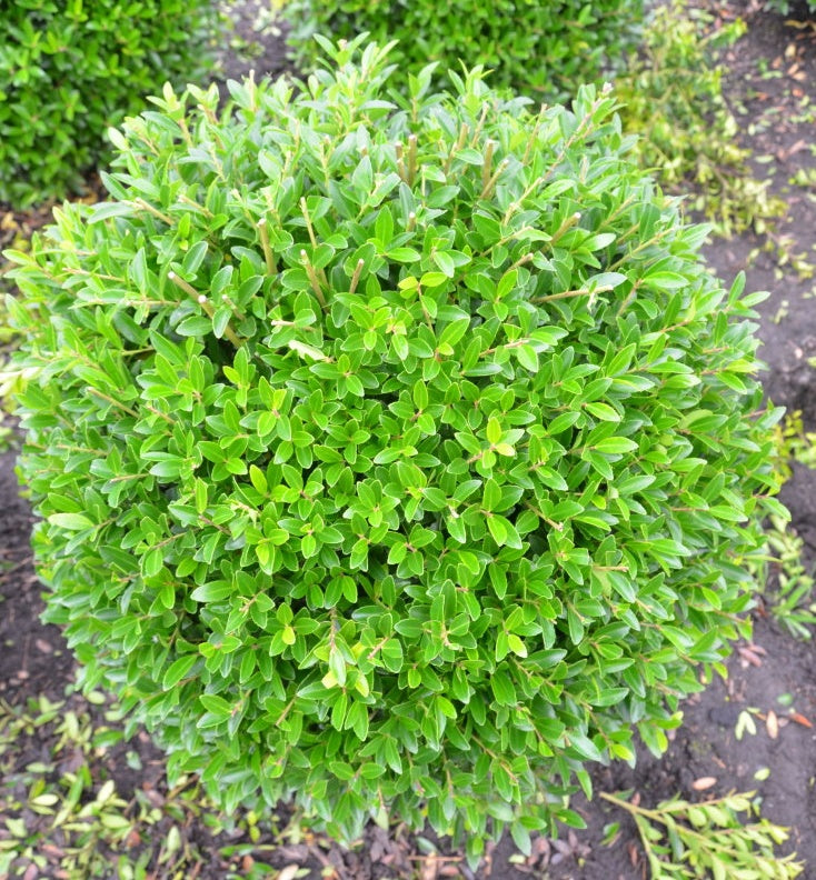 japanische Hülse Ilex crenata Blondi…