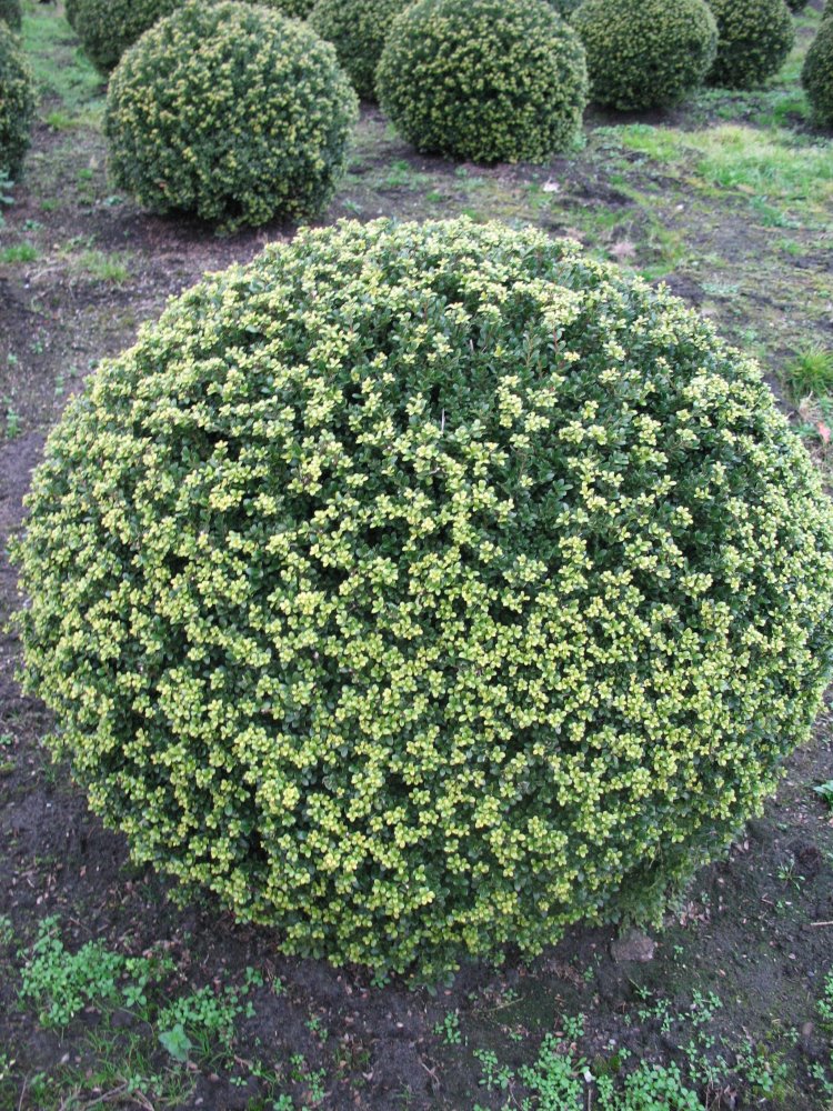 japanische Hülse Glorie Gem Kugel