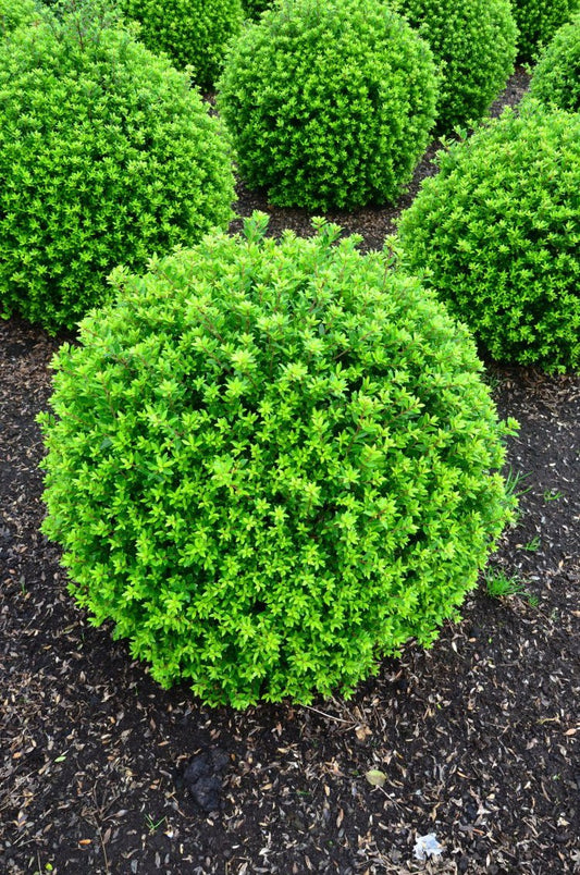 japanische Hülse Twiggy Kugel - kaufen & pflegen