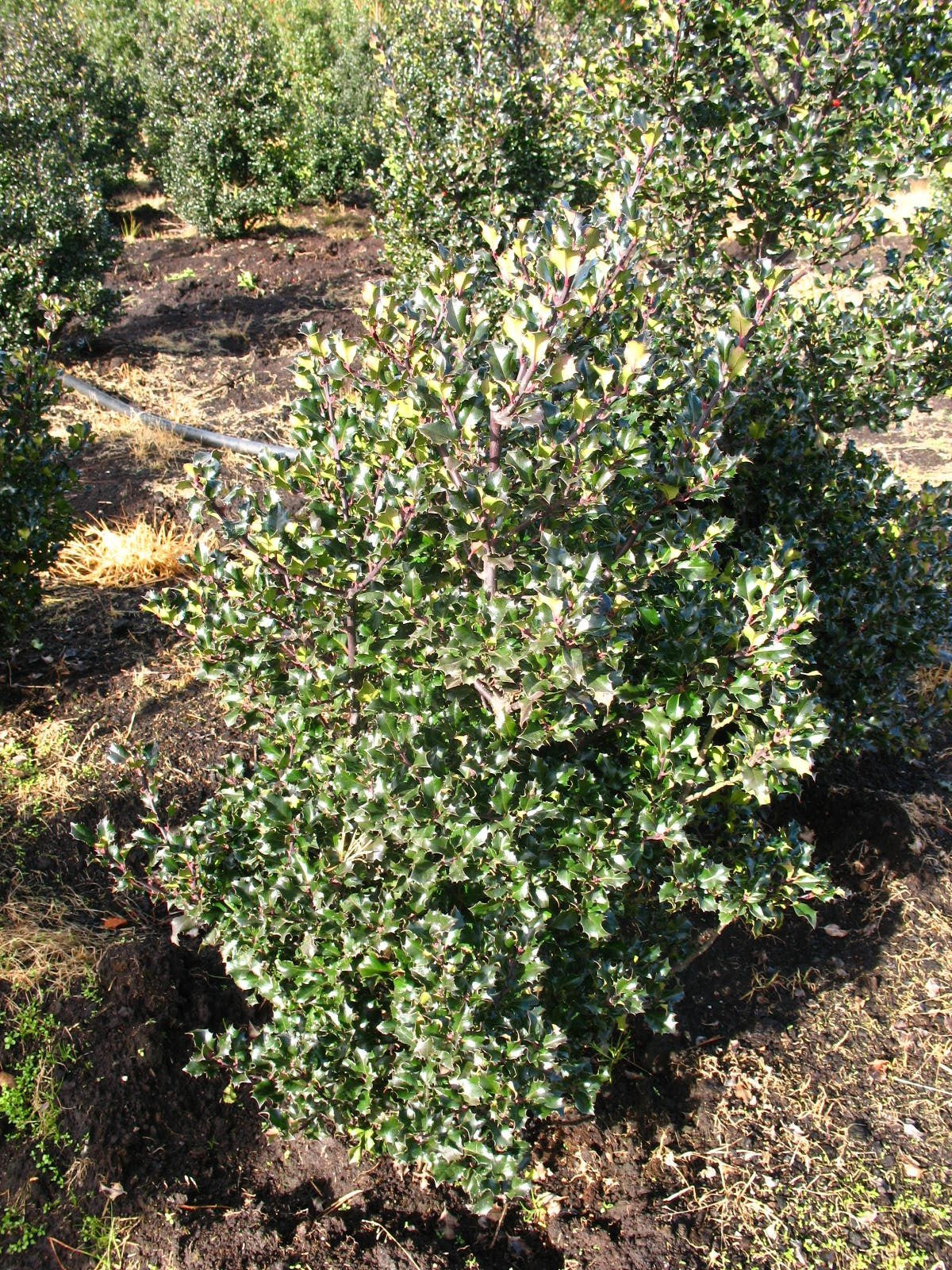 amerikanische Hülse Blue Angel® - kaufen & pflegen