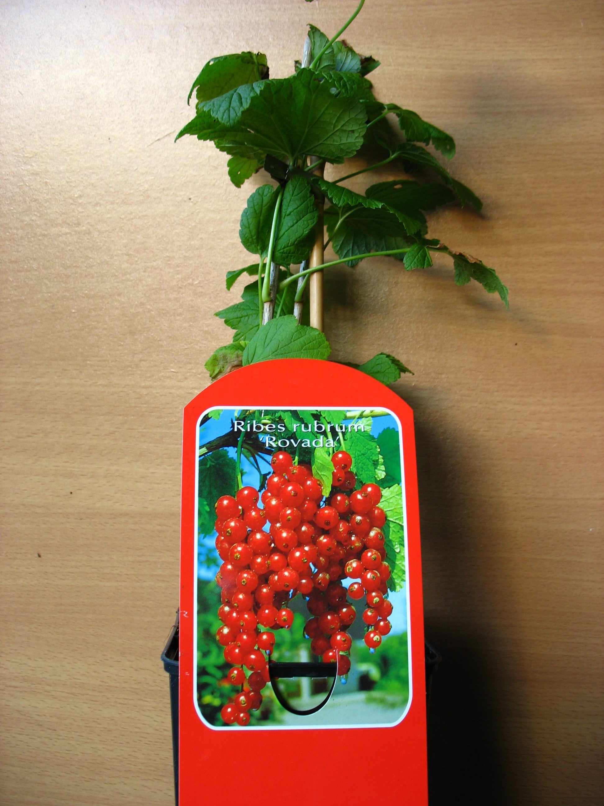 Rote Johannisbeere Rovada 3 - 4 Trie…