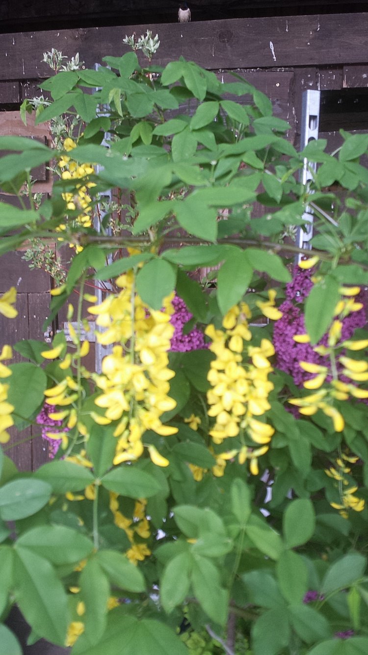 Goldregen Laburnum watereri Vossii - kaufen & pflegen