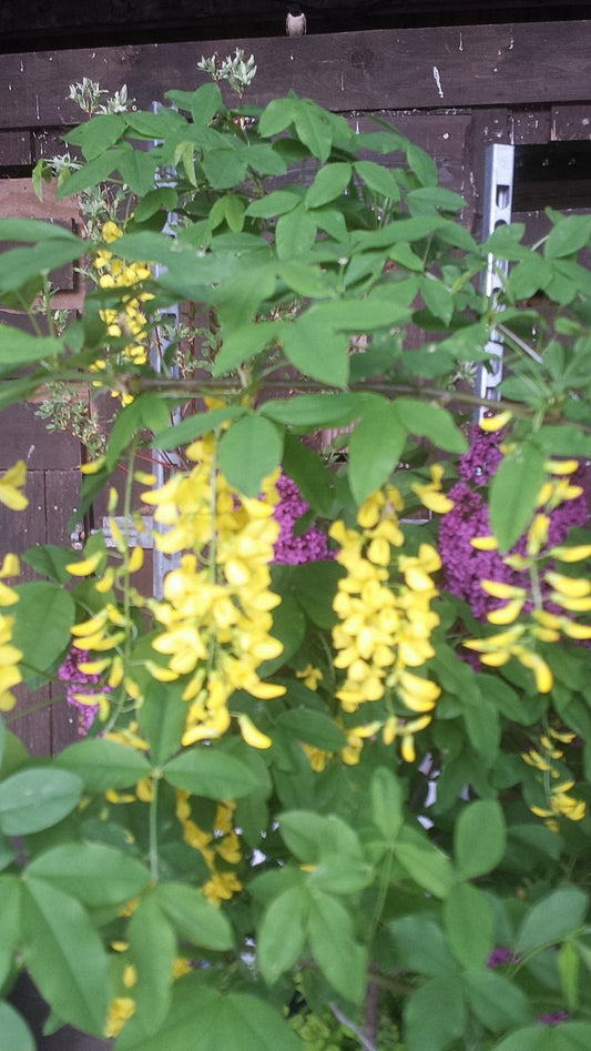 Goldregen Laburnum watereri Vossii - kaufen & pflegen