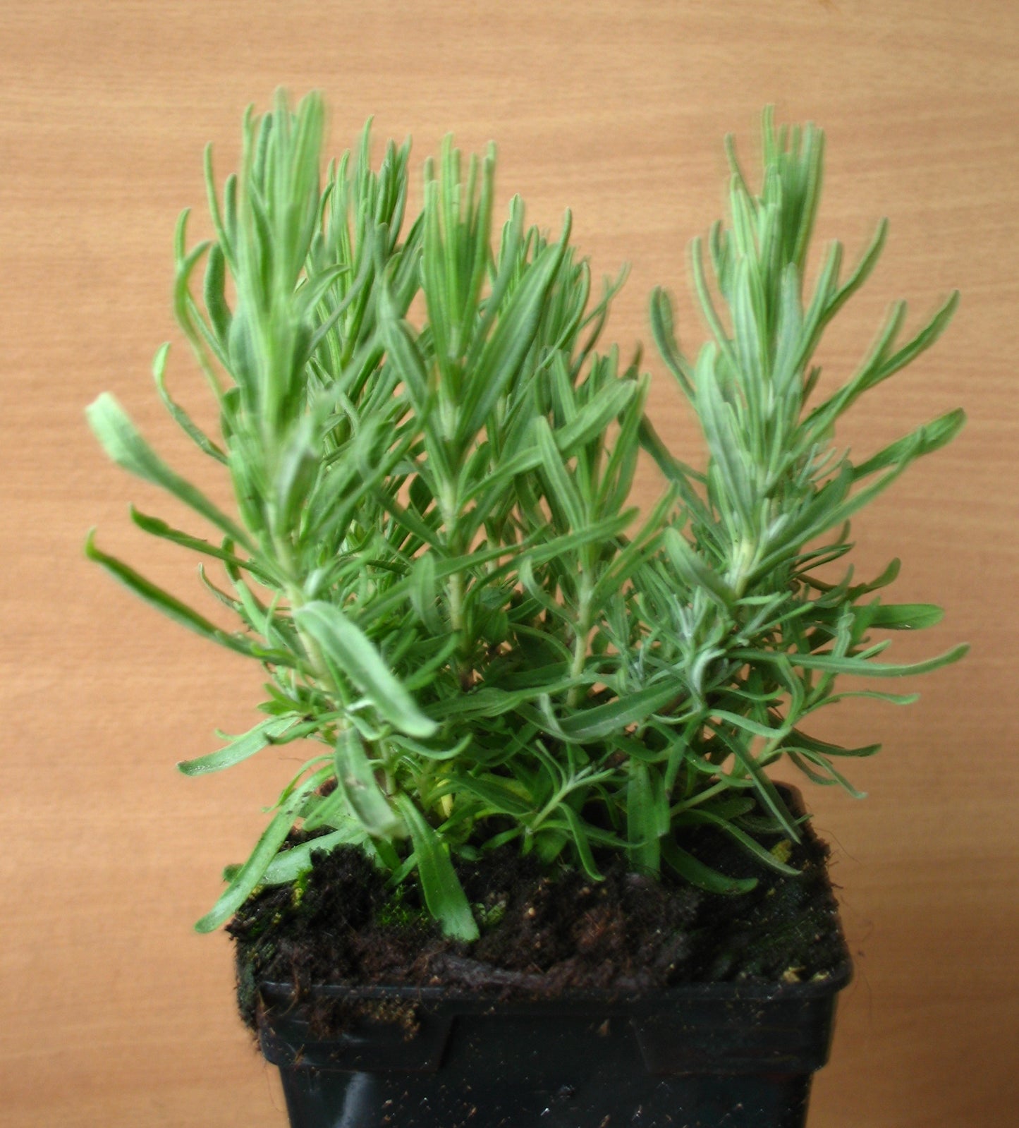 lilablau blühender Lavendel Hidcote Blue - kaufen & pflegen