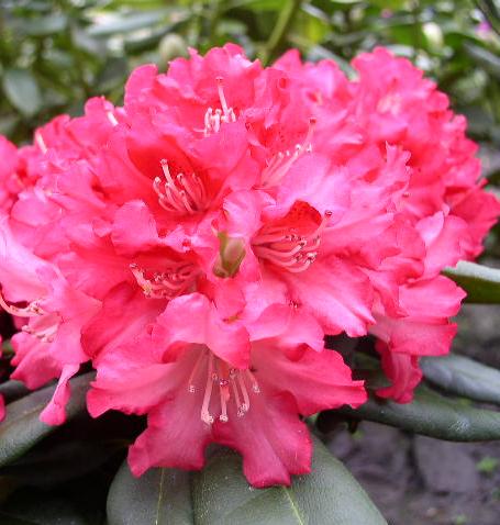 Yakushima Alpenrose Leuchtfeuer - kaufen & pflegen